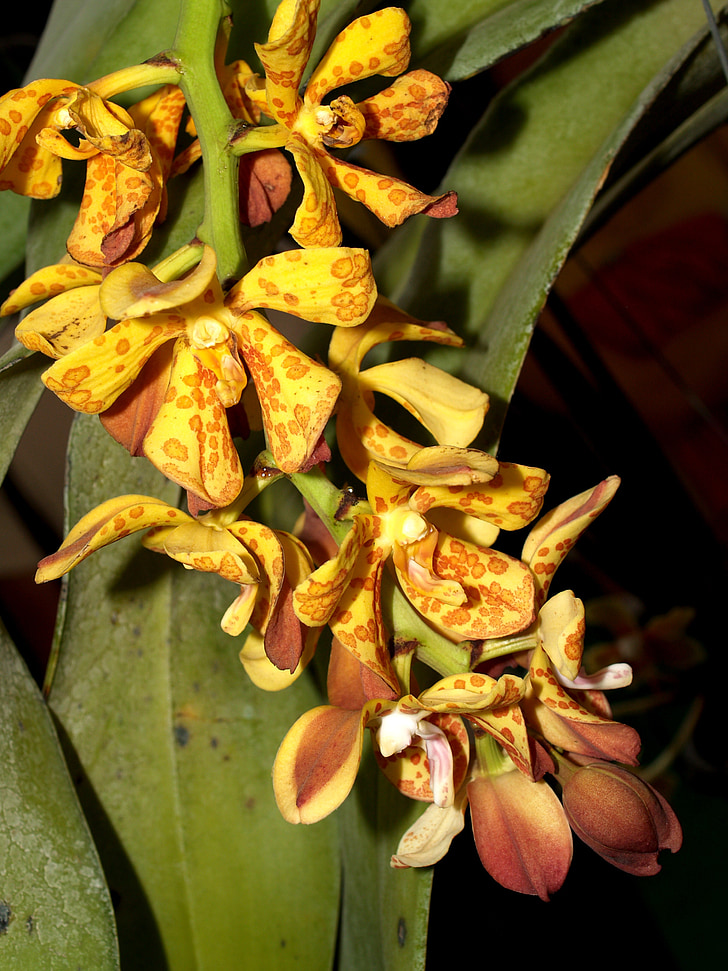 Orchid, blomst, lyse, fiolett, Flora, vekst, dekorasjon
