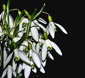 κρίνος της κοιλάδας, άνοιξη, λευκό, λουλούδι