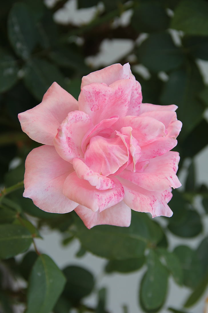 Pink rose, Taman, Taman, Flora, alam, pabrik, kelopak bunga