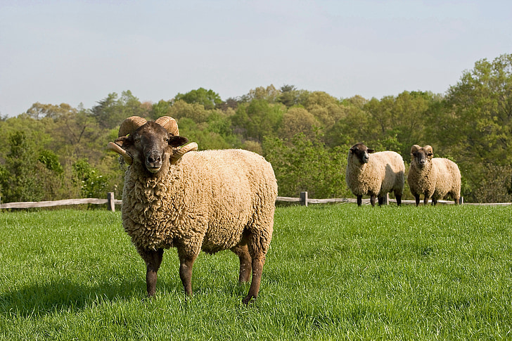 moutons, ferme, rural, campagne, Virginie, domaine, nature