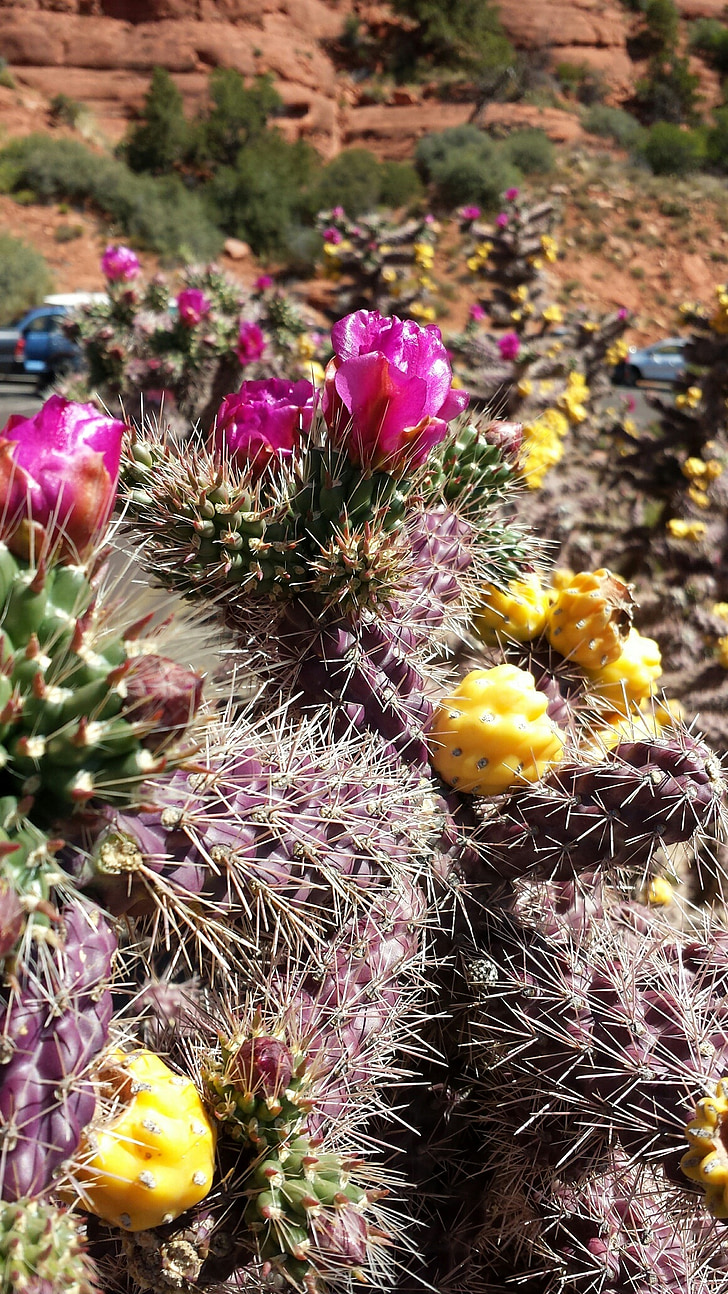 Cactus, fiore, deserto, botanica
