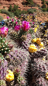 Cactus, bloem, woestijn, plantkunde