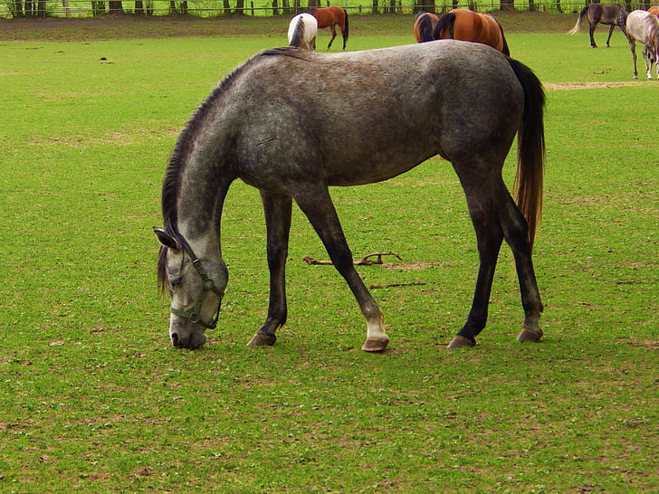 konj, arabski konj, zaloge