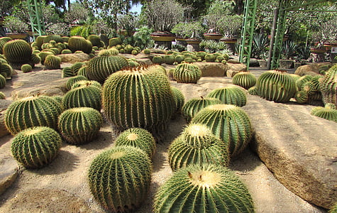 cactus, park, nature, tropical, botany, flora, natural