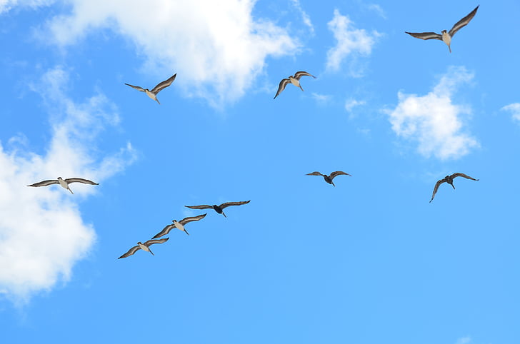 seagulls, lido, kaija, putns, putnu, lidojumu, debesis