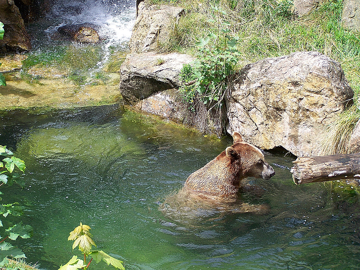 Zoo, medvěd, Alpská zoo, Innsbruck, medvěd hnědý