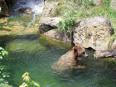 Зоологическа градина, мечка, алпийски зоопарк, Инсбрук, кафява мечка