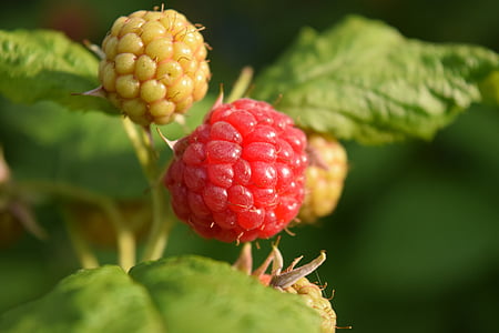 raspberries, garden, fruit, berries, fruits, delicious, red