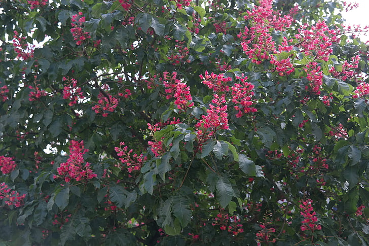 red buckeye, inflorescence, chestnut tree, tree, chestnut, flesh red horse chestnut, red flowering buckeye