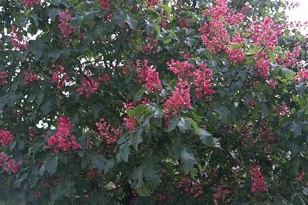 Pavier rouge, Inflorescence :, marronnier, arbre, châtaignier, marronnier rouge chair, floraison rouge buckeye