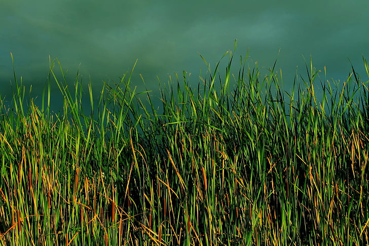 hierba, Typha, Junco, Reed, verde, exuberante, paisaje