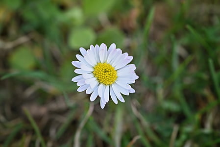 Daisy, bunga, putih, menunjuk bunga, padang rumput, alam, Tutup