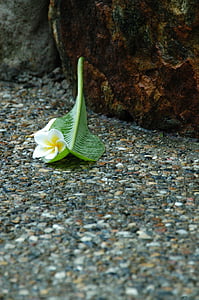 jasmine flower, sidewalk, rain, wet, pebble, paving, pavement