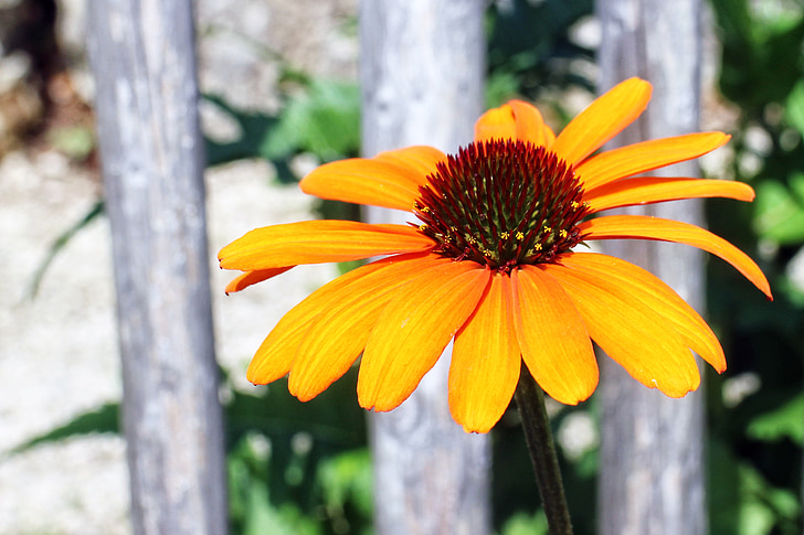 echinacea, 풀의 꽃 식물, 태양 모자, 꽃, 꽃, 블 룸, 노란색