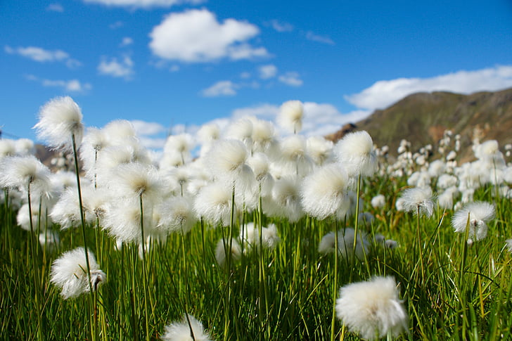 medvilnės žolės, gėlės, Islandija, balta, Gamta, gėlė, žolės