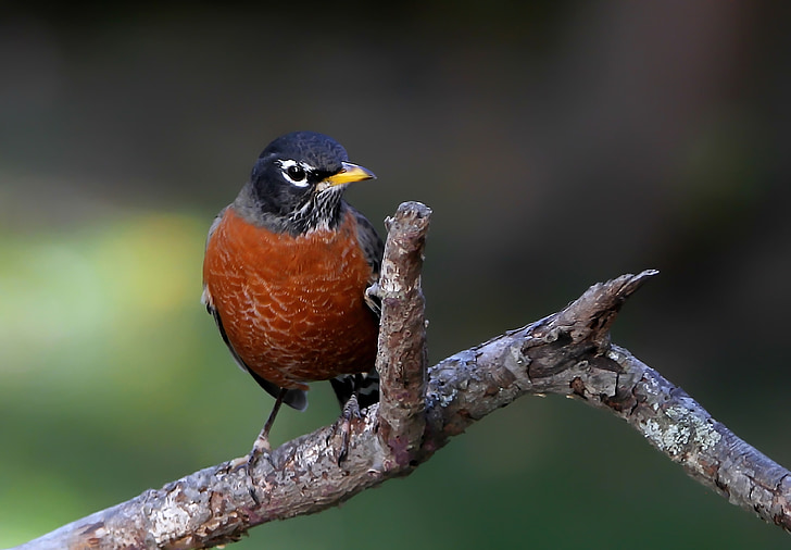 Robin, American robin, putns, putnu