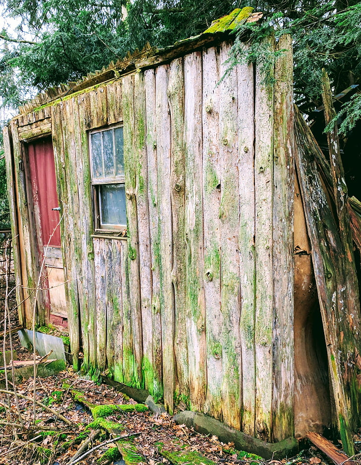 cabină, vechi, natura, Moss