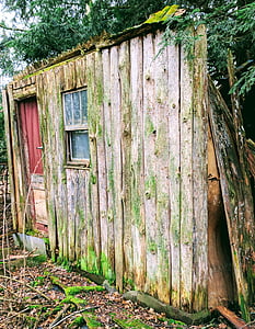 cabină, vechi, natura, Moss