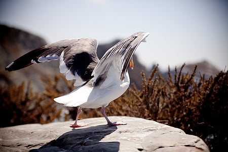 seagull, flying, nature, wildlife, wing, dom, animal