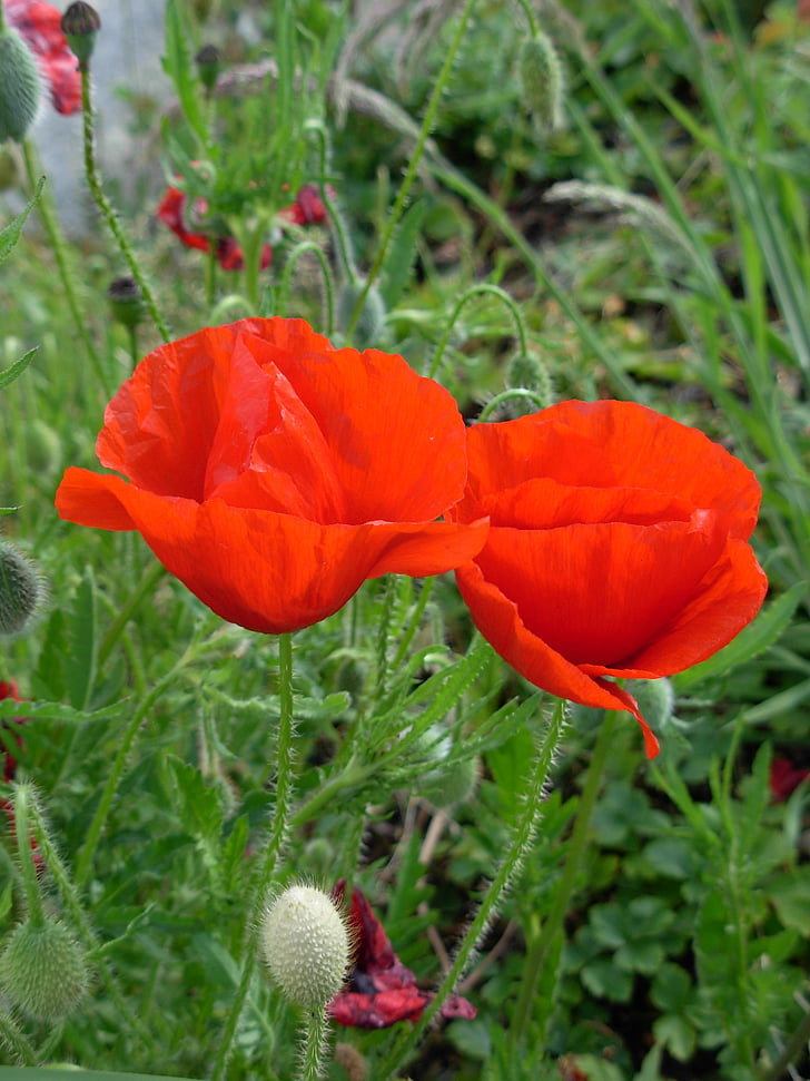 flor, Guerra Mundial, l'estiu, Rosella, natura, vermell, planta