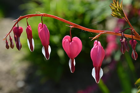 perdarahan jantung, tanaman hias, bunga, merah muda