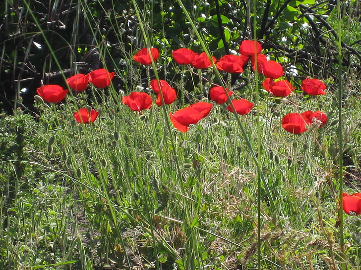 coquelicot, paysage, Meadow, coquelicot rouge, fleurs, nature