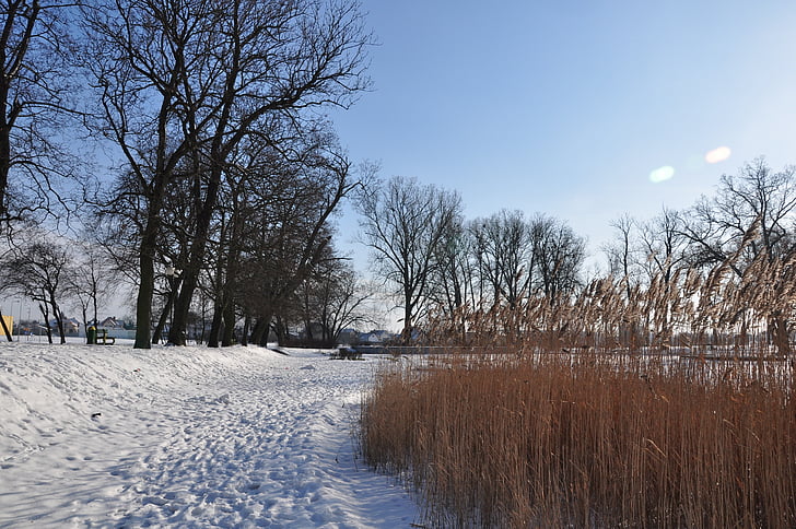 зимни, сняг, пейзаж, Полша, дърво