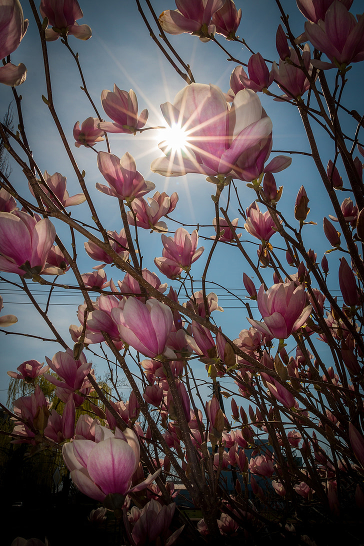 spring, magnolia, flower, flower flower, nature, garden, blooming flowers
