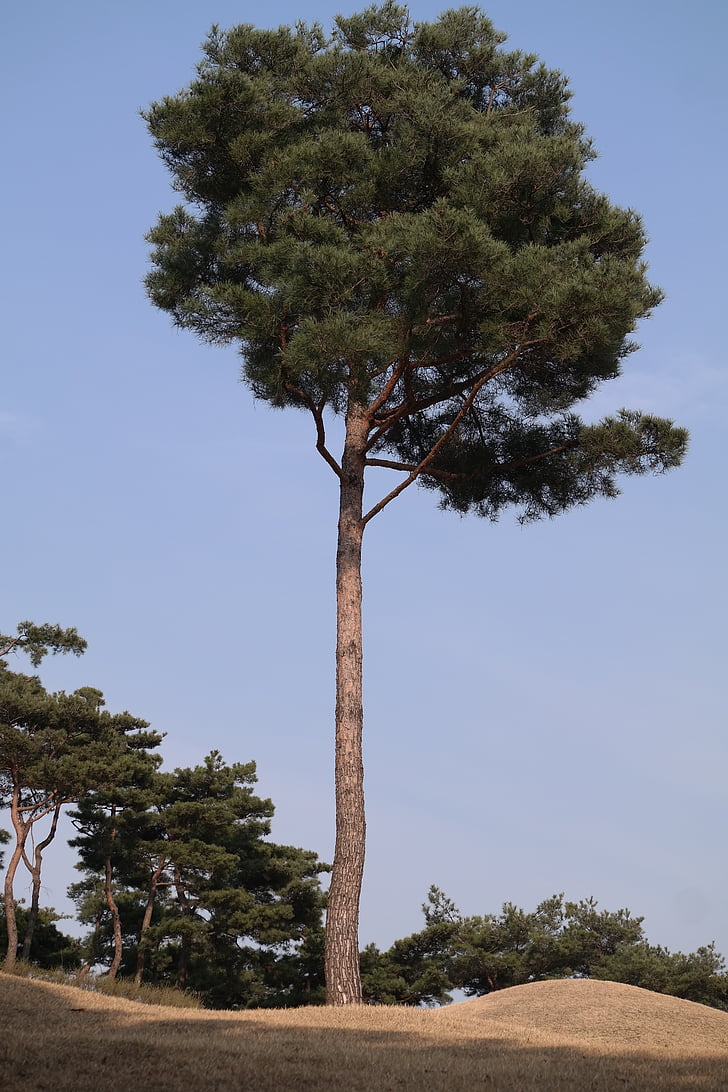 Pine, puu, kyky, puhtaus, kärsivällisyyttä