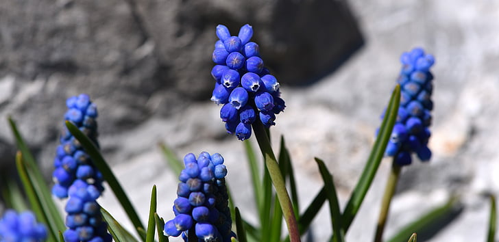 Muscari, modrá, jarné kvety, skoro kvitnúce, Záhrada, jar, Modrý kvet