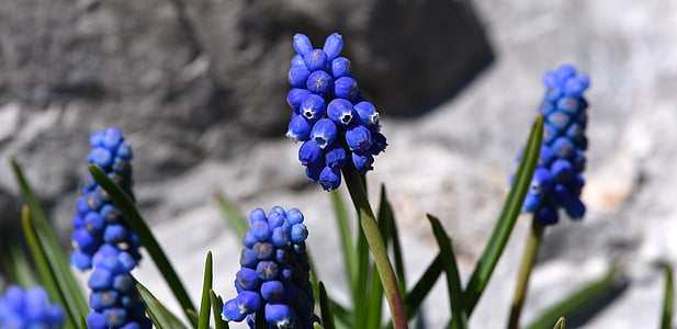 Muscari, azul, flor de primavera, bloomer de principios, jardín, primavera, flor azul