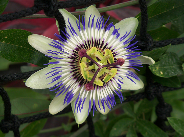 męczennica, Passiflora cearulae, kwiat, Bloom, Słupek, Zamknij, pyłek