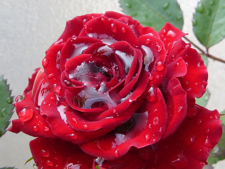 Rosa, vermell, rosa vermella, pluja, degoteig, mullat, l'aigua