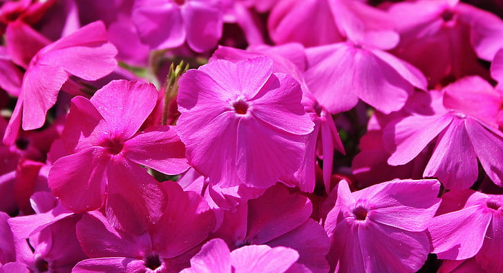 Cranesbill, dirvos dangą, gėlė, augalų, gėlės, gėlių violetinė, violetinės gėlės