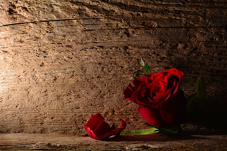 Роза, красный, цветок, Блоссом, Блум, Справочная информация, Красная роза
