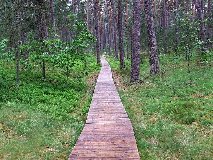 way, wood, trees, nature, peace, forest, natural