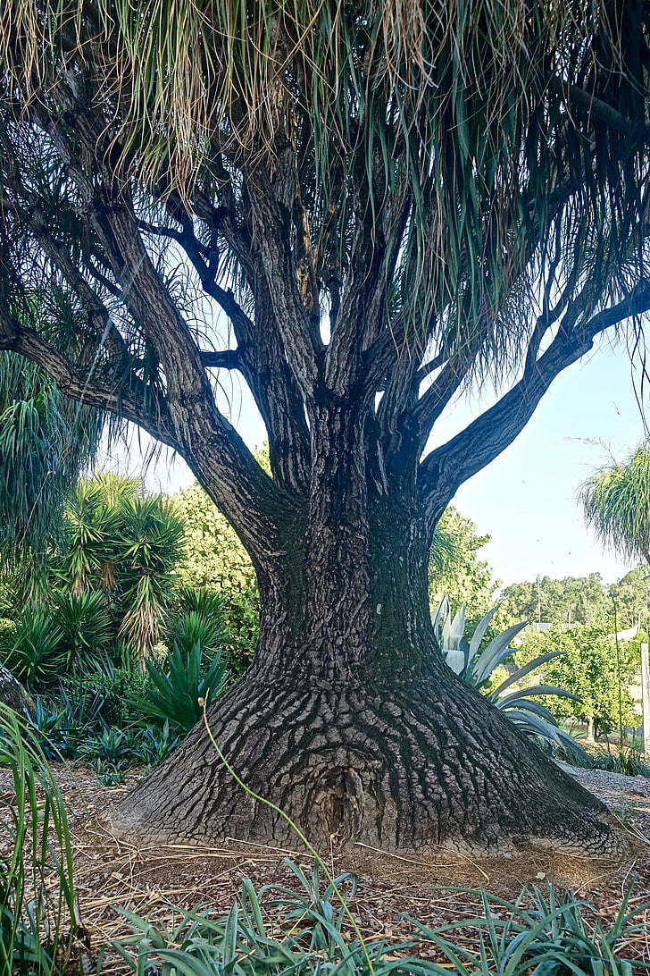 koks, Baobab, neparasts, Madagaskara, stumbrs, augu, daba