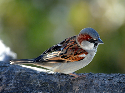 sperling, sparrow, bird, plumage, wing, fly