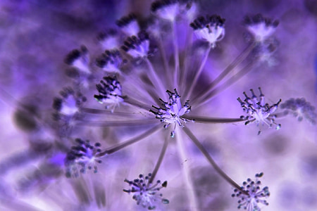 flower, art, purple, macro, allium