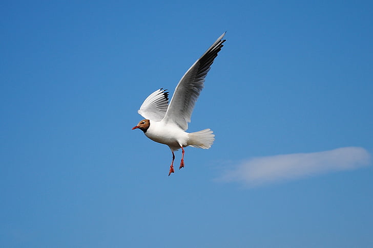 seagull, fly, bird, coast
