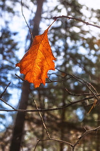 лист, Осень, листья, Осенний лист, Природа, завод, Желтые листья