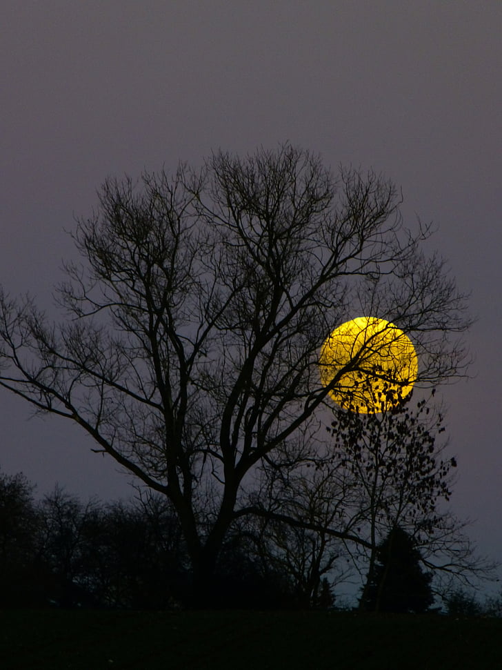 Mặt Trăng, Trăng tròn, Moonrise, buổi tối, Chạng vạng, ánh trăng, cây