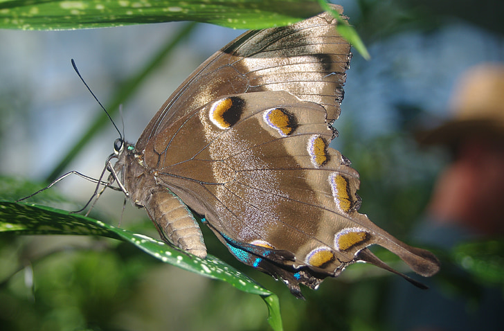 나비, 날개, 곤충, 자연, 정원, 자연, 패턴