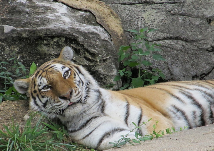 tiger, relaxing, resting, wildlife, big cat, predator, stripes