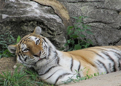 Tiger, avslappende, hvile, dyreliv, stor katt, rovdyr, striper