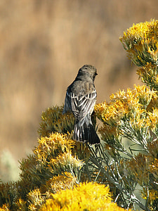 burung, Kelinci sikat, mekar, hewan, Timur, Oregon, Amerika Serikat