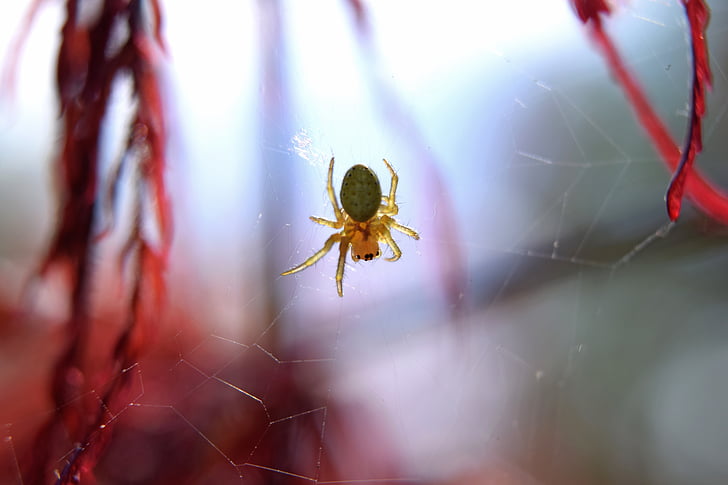 spindel, webben, insekt, Arachnid, Halloween, spindelnät, skrämmande