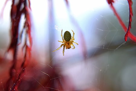 edderkop, Web, insekt, arachnid, Halloween, spindelvæv, skræmmende
