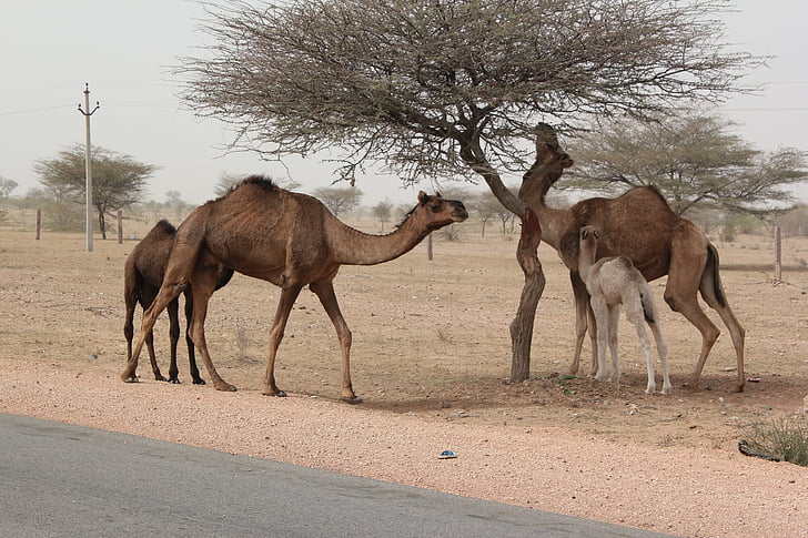 Inde, chameaux, désert, Rajasthan, paysage