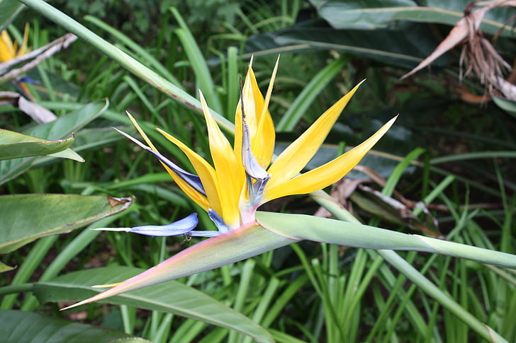 ocell paradís og, planta, Kirstenbosch, flor, flor, ciutat cap, Sud-àfrica